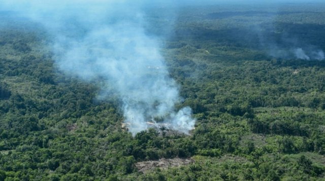 Амазонский апокалипсис: миллионы гектаров земли выжжено, гибнут редкие животные