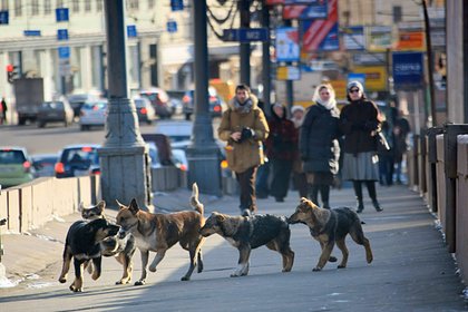 Названа опасность кормления бродячих собак