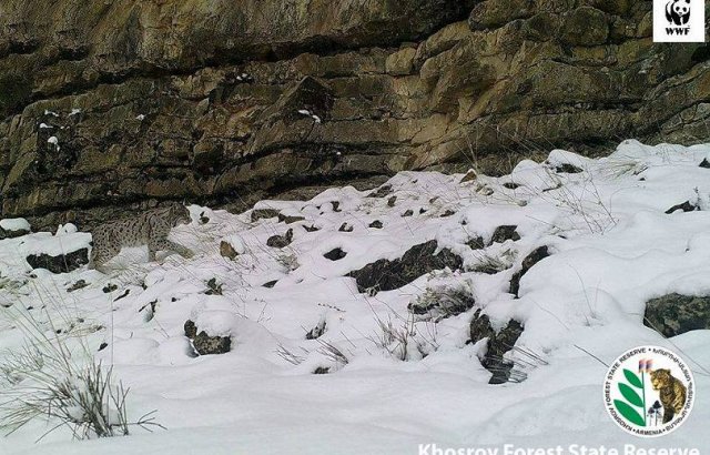 Долгожданный снег и рысь в Хосровском лесу (видео)