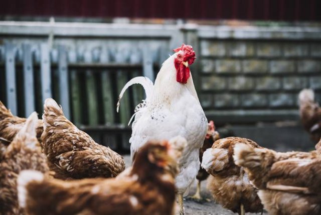 Запрещен ввоз куриц и курятины на территорию Армении из Винницкой области Украины