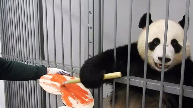 В московском зоопарке самец панды раскрасил валентинку для своей подруги