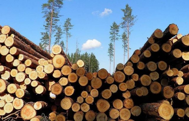Правительство запретило вывоз древесины за пределы ЕАЭС