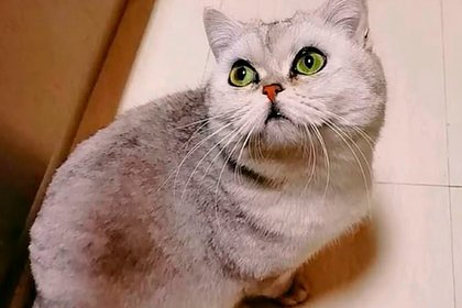 Кошка 40 дней просидела одна в пустой квартире, родила котят и съела всех рыбок