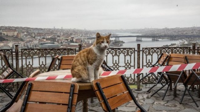 В китайском Шэньчжэне запретили есть котов и собак