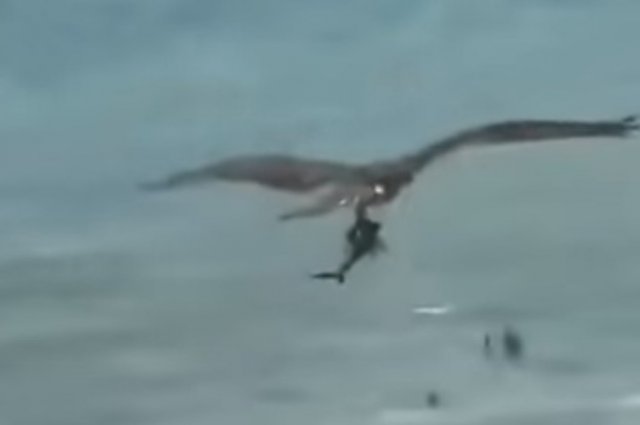 Орел выхватил акулу прямо из моря и улетел (ВИДЕО)