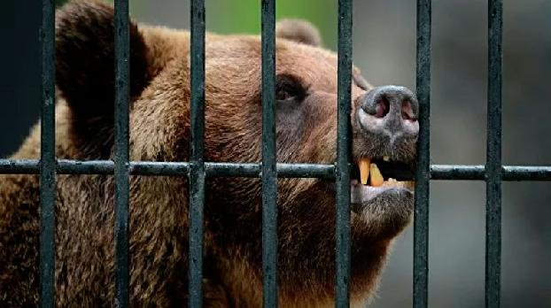 В Сочи два медведя загрызли 11-летнего мальчика