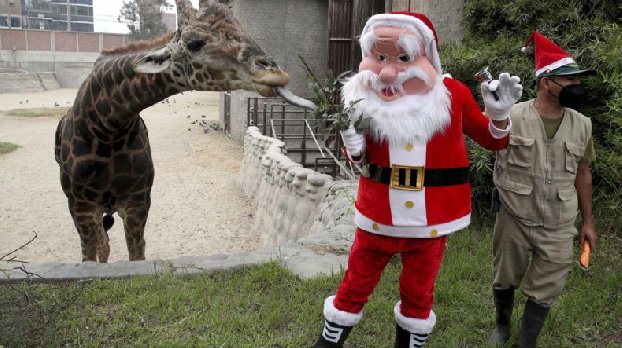 Zoo residents in Peru receive a Merry Christmas