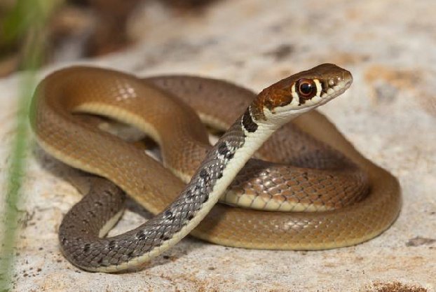 В разных районах Армении с 3 по 5 июня было обнаружено 19 змей