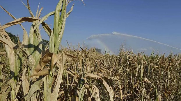 Европа: жара и засуха уничтожают урожай фруктов и овощей